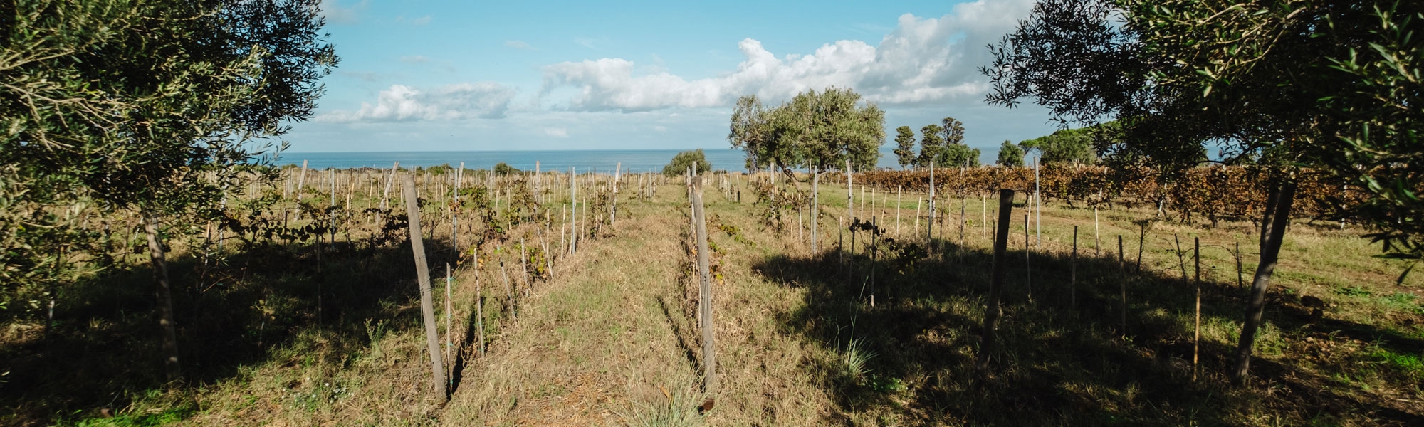 Vineyard
