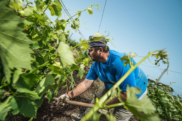 Workin Wineyard